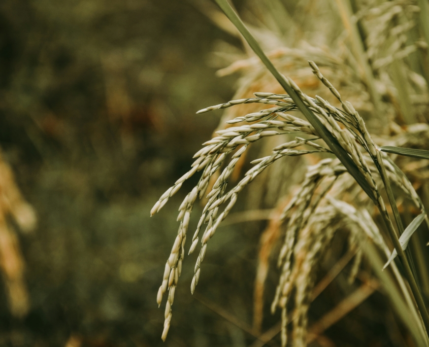 sandy-ravaloniaina-Y678onxFoJI-unsplash