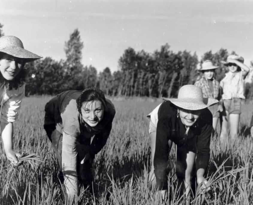 THE_WORLD_ITALIAN_RICE_5